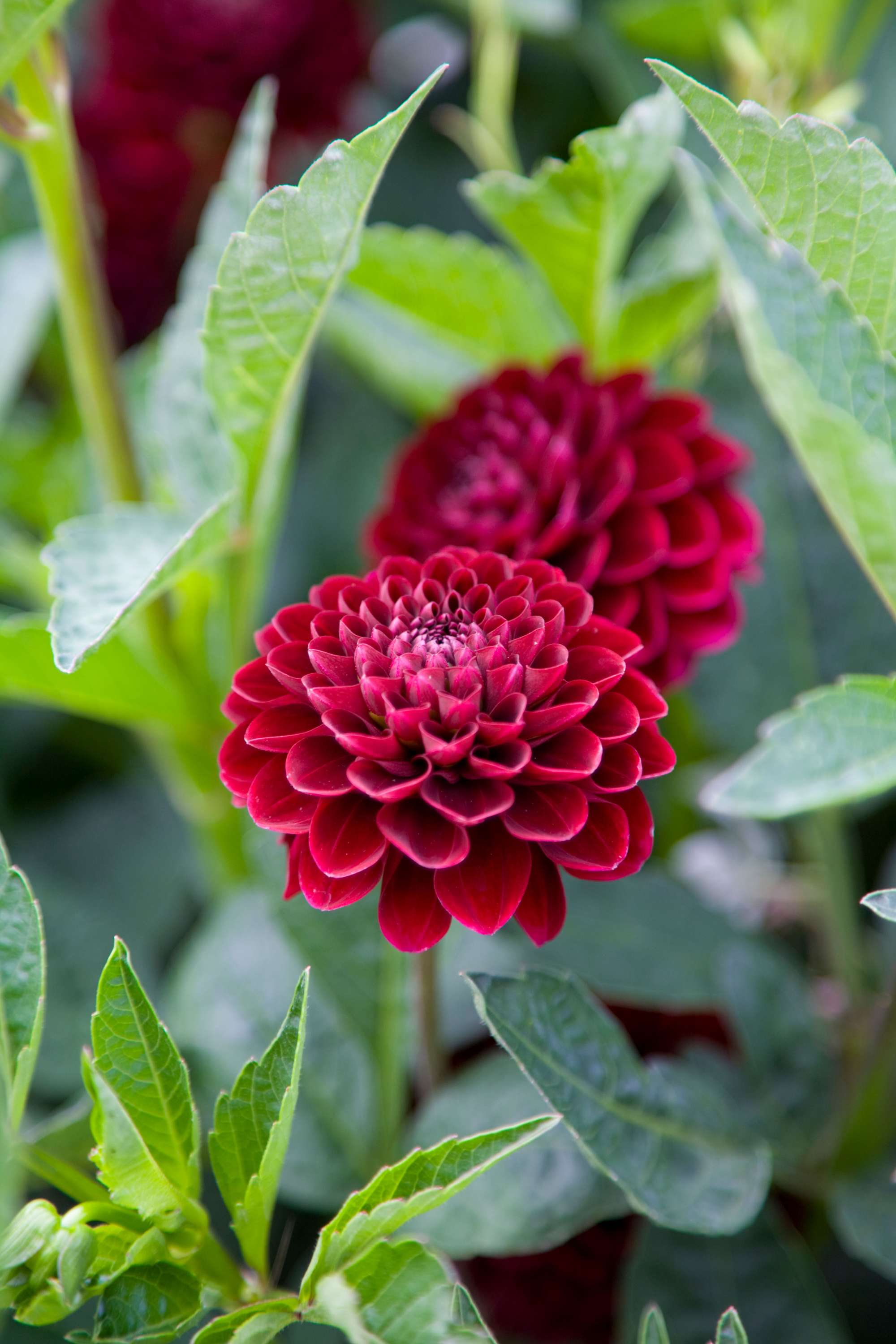 Dahlia 'Radjah'